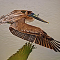 Pelican Cruise