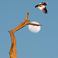 Woody flying by the Moon