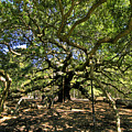 Angel Oak