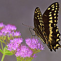 Delicate Nature