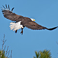 Eagle Launch