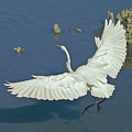 Egret Landing