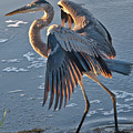 Glowing in the Sun - Heron